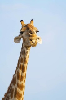 Giraffe (Giraffa camelopardalis) chewing licking on an animal bone. Etosha National Park, Namibia