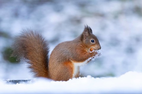 Red squirrel (Sciurus vulgaris) adult animal eating a hazel nut in snow in winter, England, United
