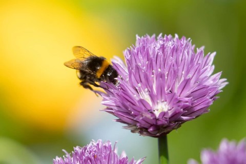 Buff tailed bumblebee (Bombus terrestris) adult bee insect feeding on a garden Chives flower in