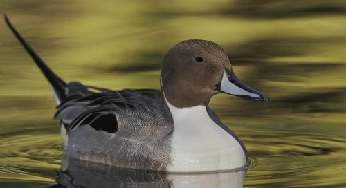 Northern Pintail (Anas acuta) male, Arizona, USA