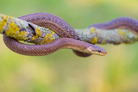 Aesculapian snake, (Zamenis longissimus), animals, reptiles, snakes, family of vipers, Muselievo,