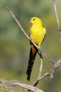 Regent Parrot (Polytelis anthopeplus) male perched on a branch, Victoria, Australia