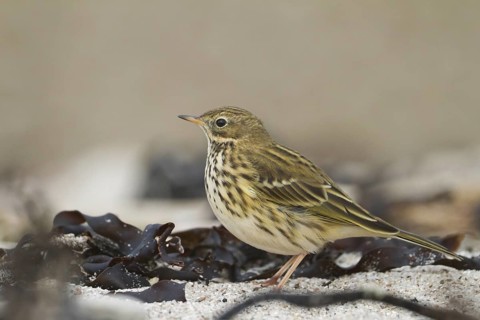 Meadow Pipit (Anthus pratensis), Schleswig-Holstein, Germany