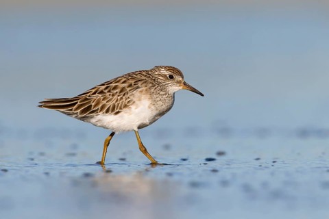 Sharp-tailed Sandpiper (Calidris acuminata) foraging, Victoria, Australia