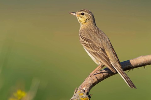 Tawny pipit, animals, birds, (Anthus campestris), perch, family of stilts and pipits, Muselievo,