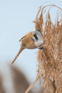 Bearded Reedling (Panurus biarmicus) male perched on reed, Piedmont, Italy