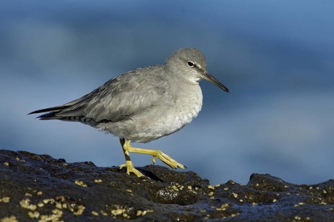 Wandering Tattler (Tringa incana), California, USA