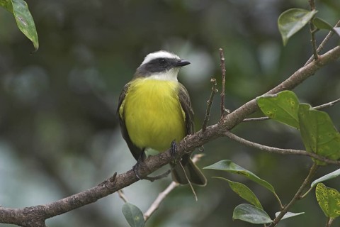 Social Flycatcher (Myiozetetes similis), Costa Rica