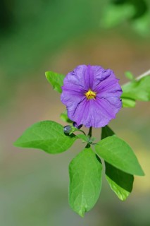 Blue potato tree (Lycianthes rantonnetii), gentian tree, blossom, close-up, Wilden, North