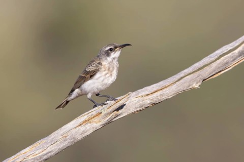 Black Honeyeater (Sugomel nigrum) female, Australia