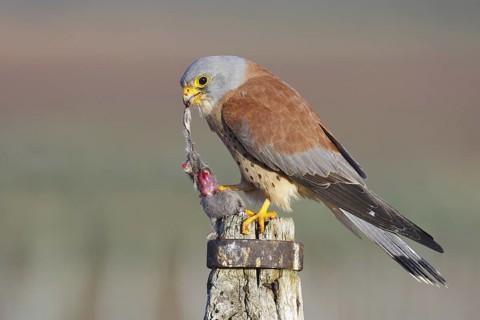 Lesser Kestrel (Falco naumanni) male, Asturias, Spain
