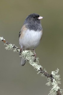 Oregon Junco (Junco hyemalis oreganus), British Columbia, Canada