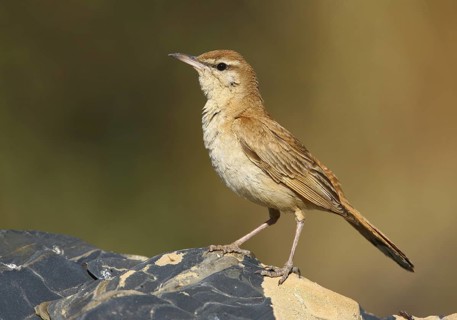 Rufous-tailed Scrub Robin (Cercotrichas galactotes), Alcoutim, Portugal