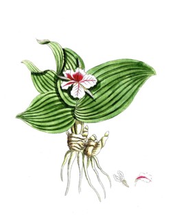 Raempheria galanga, Kaempferia galanga, spice lily, digital reproduction of a historical original,