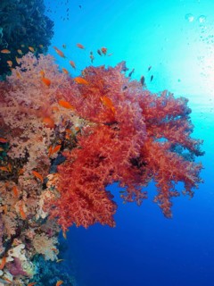 Klunzinger's tree coral (Dendronephthya klunzingeri)