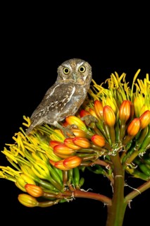 Elf Owl Micrathene whitneyi Tucson, Arizona, United States 3 May Adult Strigidae
