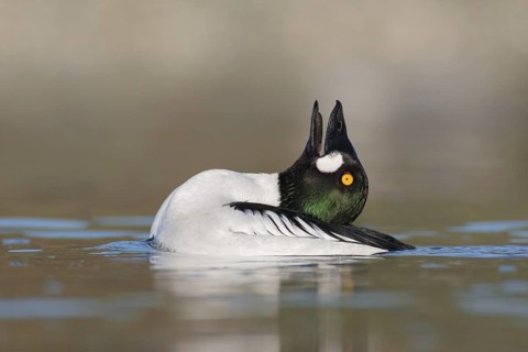 Common Goldeneye (Bucephala clangula) male mating, British Columbia, Canada