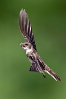 Sand martin (Riparia riparia), in flight, Reussegg nature reserve, Canton Aargau, Switzerland