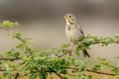 Corn Bunting (Emberiza calandra), perched on a branch, Galicia, Spain