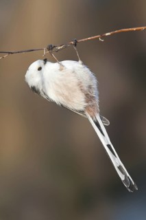 Long-tailed Tit (Aegithalos caudatus), Baden-Wuerttemberg, Germany