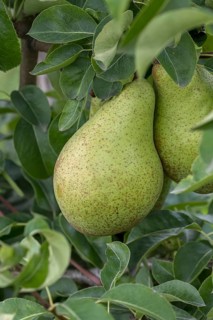 Pear (Pyrus communis 'Nojabrskaja'), Bundessorteamt, Germany