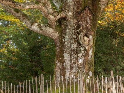 The Balzer Herrgott, also known as Winkelherrgott, Christ figure grown into an old moss-covered