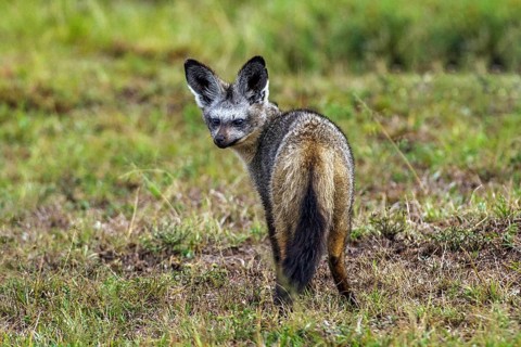 Spoondog animals mammals (Otocyon megalotis), South Africa