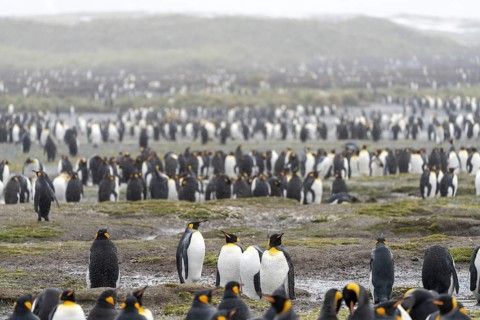 King penguins (Aptenodytes patagonicus), large breeding colony on grassy plain near fog, Salisbury