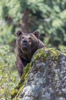 One adult male eurasian brown bear (Ursus arctos arctos) perched on a rock in a forest, with rocks