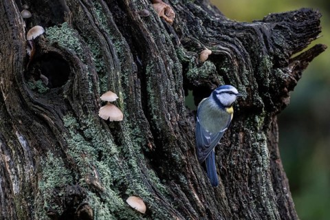 Blue tit (Parus caerulea), Emsland, Lower Saxony, Germany