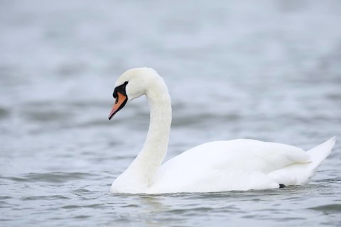 Mute swan (Cygnus olor), Alsace, France