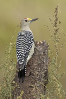 Golden-fronted Woodpecker (Melanerpes aurifrons), Texas, USA