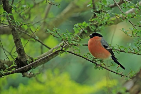 Bullfinch (Pyrrhula pyrrhula), Arnsberg, North Rhine-Westphalia, Germany
