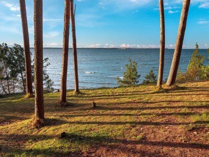 Pine groves on the Baltic Sea in evening light, view of the sea through the trees, Hohen