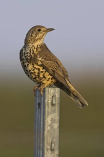 Mistle Thrush (Turdus viscivorus), Rhineland-Palatinate, Germany