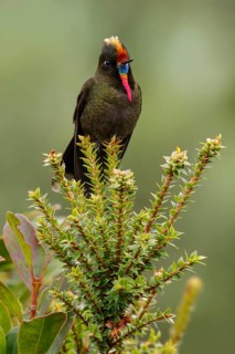 Rainbow-bearded Thornbill (Chalcostigma herrani) perched on a branch in the mountains of Colombia,