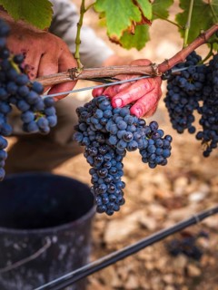Close-up of hands harvesting ripe grapes in a Mallorca vineyard. This vibrant image captures the