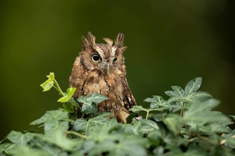 Tropical Screech Owl (Megascops choliba) captive, juvenile, Germany