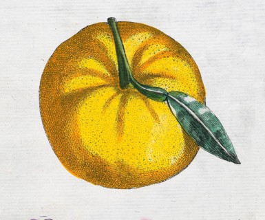 Aurantium Foetiferum, orange, citrus fruit, hand-coloured copperplate engraving from Giovanni