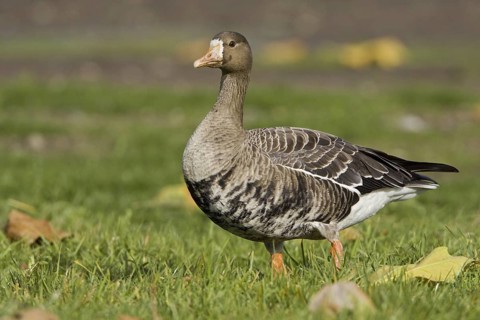 Greater White-fronted Goose (Anser albifrons), British Columbia, Canada