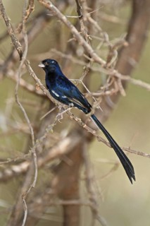Steel-blue Whydah (Vidua hypocherina) male, Samburu, Kenya