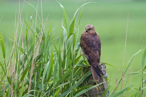 Western Marsh Harrier (Circus aeruginosus) female perched on a pale, Noord Holland, Netherlands