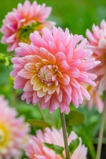 Dahlias (Dahlia), Münsterland, North Rhine-Westphalia, Germany