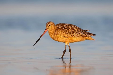 Marbled Godwit (Limosa fedoa) foraging, Florida, USA