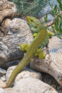 Pearl lizard (Timon lepidus), sunbathing, Alpine Zoo, Innsbruck, Tyrol, Austria