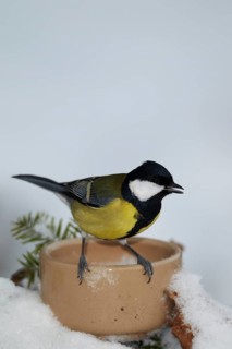 Great Tit (Parus major), Mecklenburg-Western Pomerania, Germany