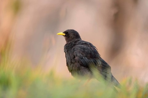 Alpine Chough (Pyrrhocorax graculus) perched on the ground, Bern, Switzerland