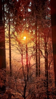 Forest at sunset with glowing light between snow-covered trees, Franconian Forest nature park Park