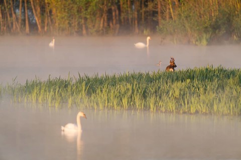 Roe deer (Capreolus capreolus), roebuck standing in a wet meadow, in a wetland biotope at a lake,