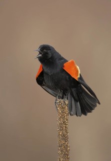 Red-winged Blackbird (Agelaius phoeniceus) singing, Ohio, USA